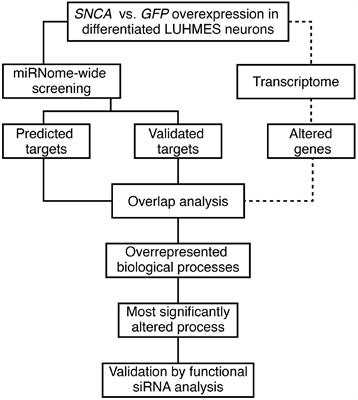 Comprehensive miRNome-Wide Profiling in a Neuronal Cell Model of Synucleinopathy Implies Involvement of Cell Cycle Genes